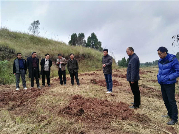 考察李树苗基地现场图