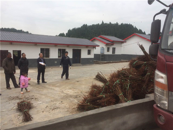 李树苗技术人员装车现场图