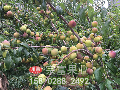 李树苗基地：三种不同栽植方式和种植密度