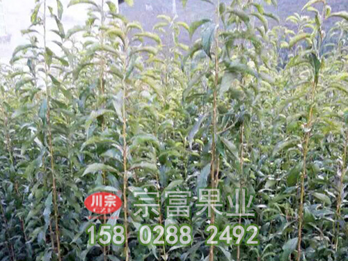 李子苗开花前灌水与疏花疏果的技巧