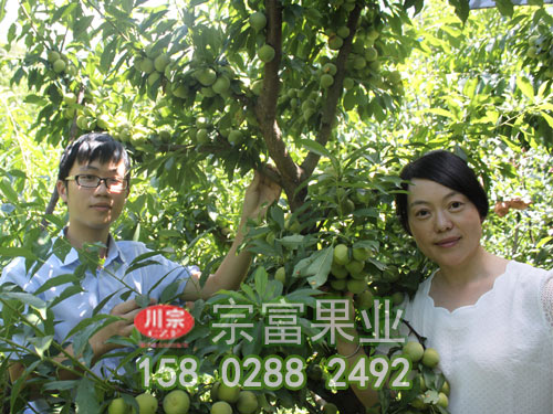 青脆李苗衰老期的修剪