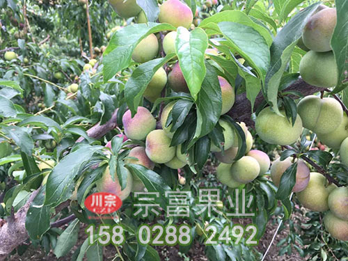 李树苗种植密度高低差距太大