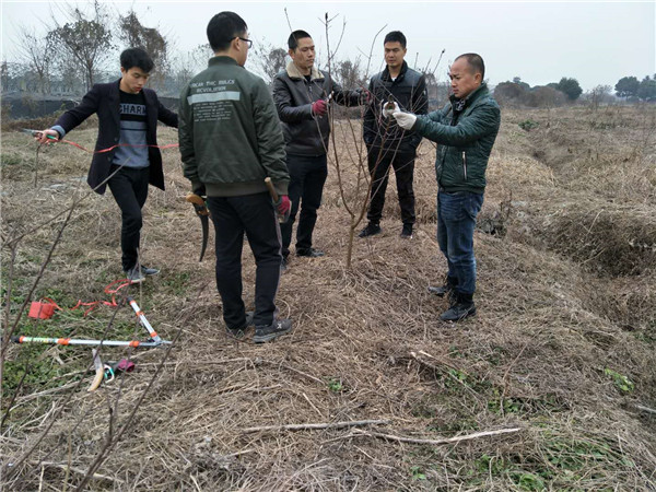 郑果技师现场指导李树苗修剪栽培技术