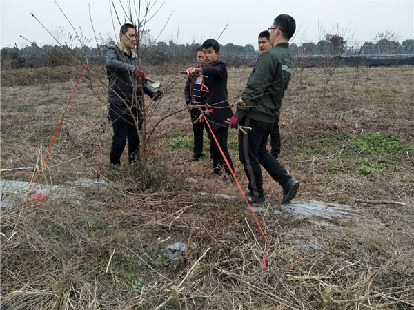 郑果技师现场指导李树苗修剪栽培技术