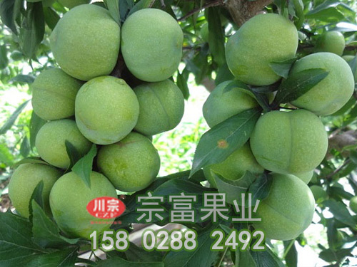 青脆李树苗栽种时间与栽种密度