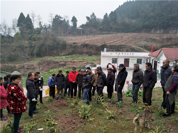 果技师到江家湾村进行李树苗种植技术培训