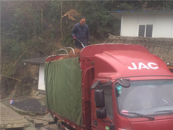 南部区李先生带车过来提李树苗