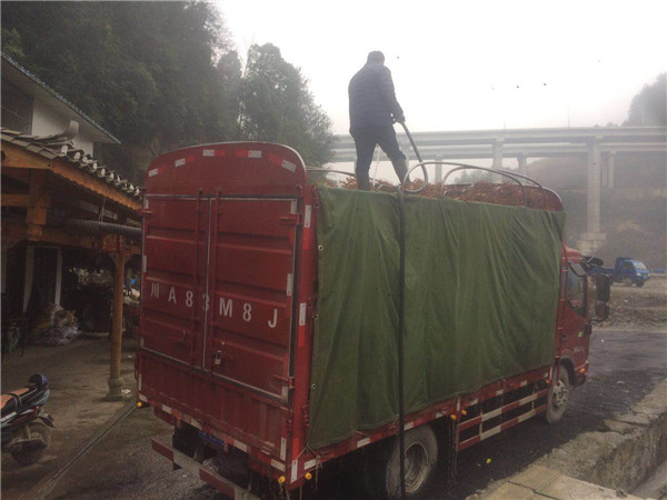 南部区李先生带车过来提李树苗