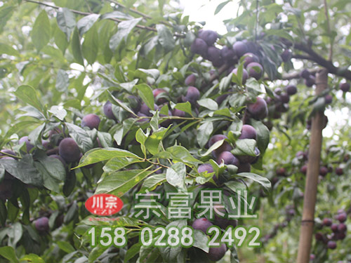 青脆李子苗种植的佳时间？