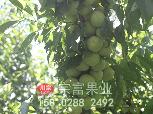 凉山雷波拉巴村 建卡户种下6万株“摇钱树”