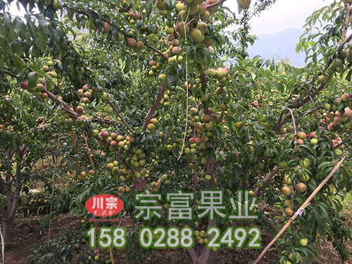 半边红李子苗怎样栽培（二）