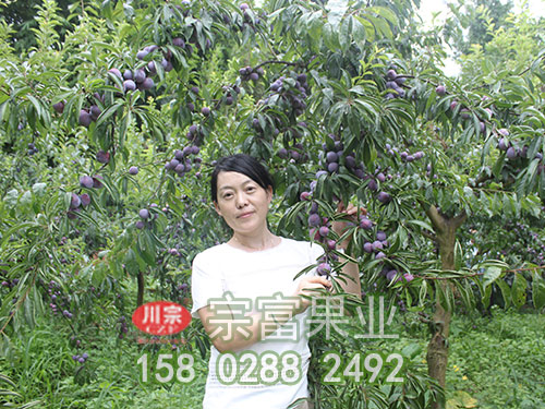 脆红李子苗怎样建园和整形修剪