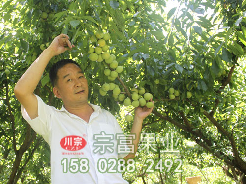 宗富讲述李子苗调运三注意