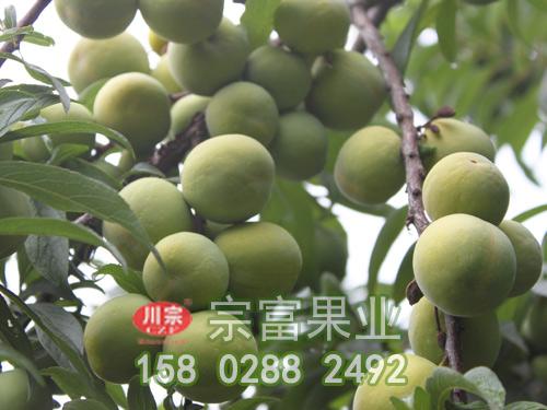 栽培李子苗的六大关键