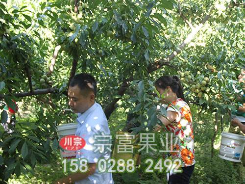 李子树苗花期管理四要点