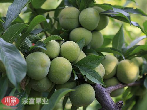 宗富讲青脆李子苗的土肥管理