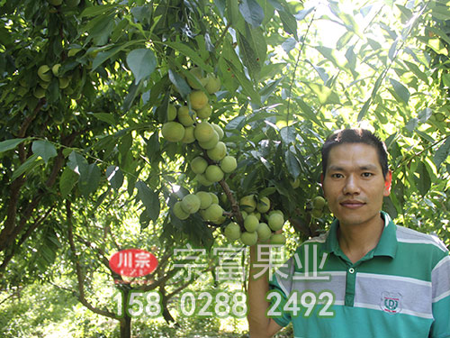 青脆李子苗的保花保果技术