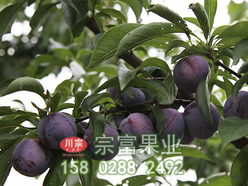 李树苗科学管理新技术？