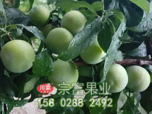 李树苗盆栽如何管理？