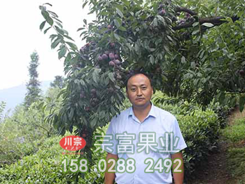 李子树苗的栽培技术与病虫害防治