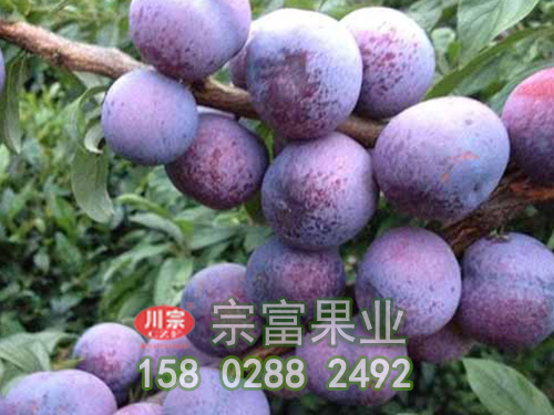 脆红李子苗疏花疏果技术