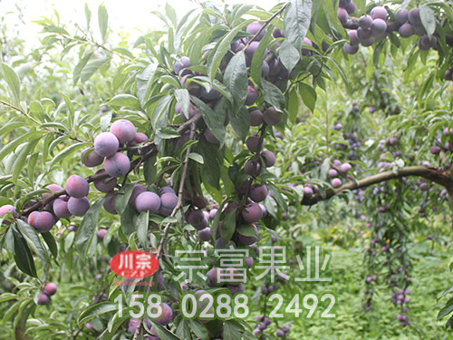 李树苗的栽培技术与病虫害防治（五）