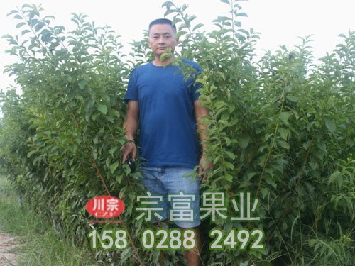 青脆李子苗的优质高效栽培新技术