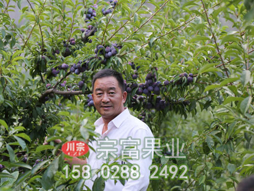 李子苗的标准化栽培技术（一）