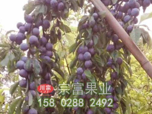 女神李子苗生长特点及优势