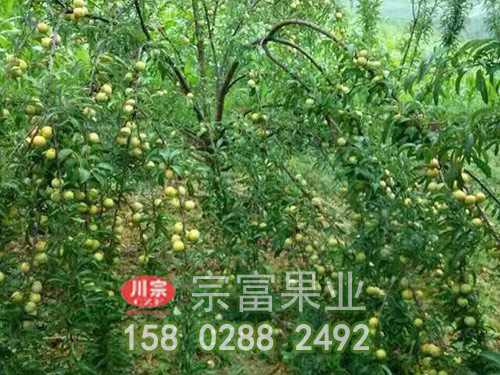 蜂糖李树苗怎样防止病害