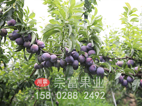 简述李子苗的形态特征