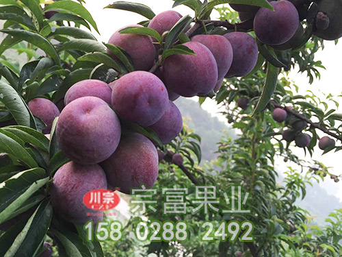 棚室李树苗各类不同土壤的特性