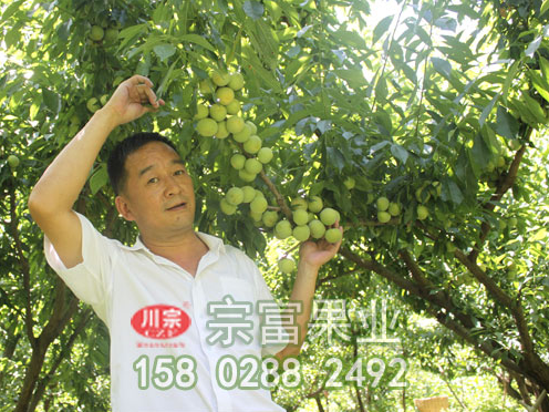 李树苗春季种植方法与技巧是什么？