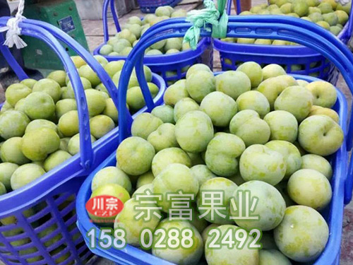李子苗长短距离正确运输