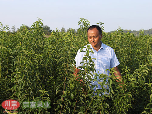 蜂糖李苗