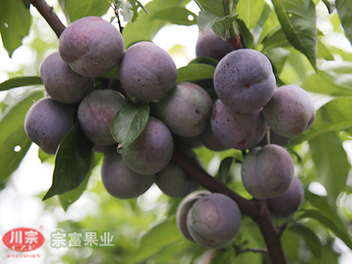 提高李树苗座果率紧抓这四大点！