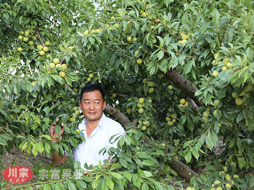 李子苗是如何嫁接的？