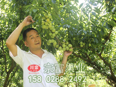 李树苗的养护管理