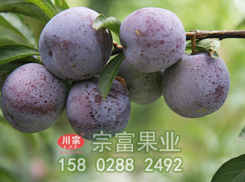 冬季如何存贮李树苗