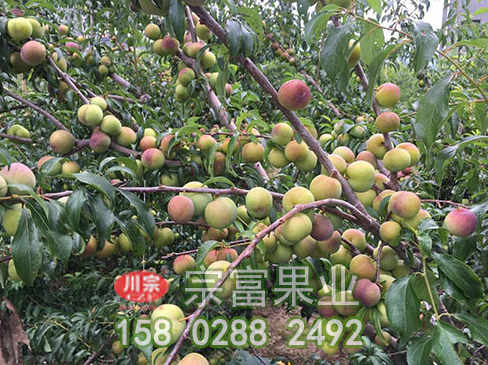 李树苗何时需要浇水？