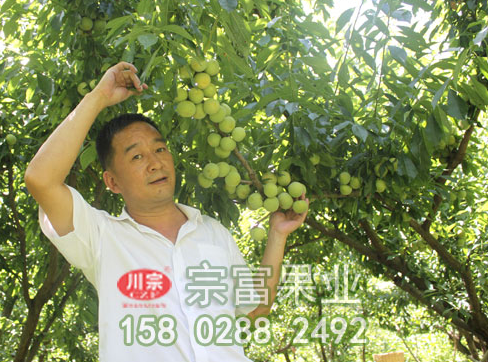 李树苗流胶病的原因及防治措施
