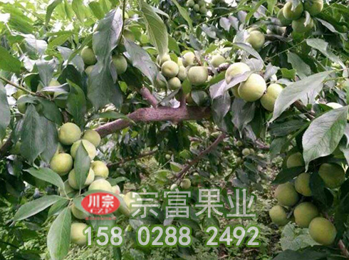 宗富李树苗基地种植时食心虫防治措施