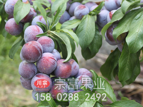 李树苗果园地形对冻害的保护作用介绍