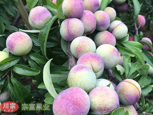 李树苗嫁接法和扦插法
