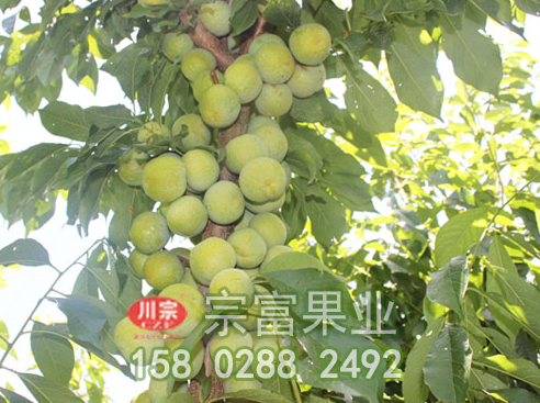 李树苗的常见病虫害防治技巧