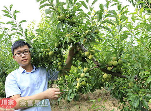 种植李树苗前先了解其营养价值