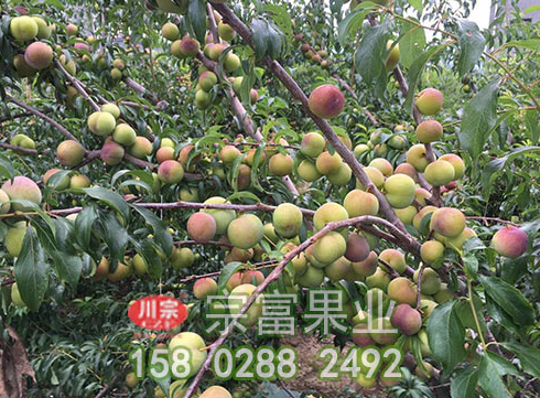 李树苗病虫害防治