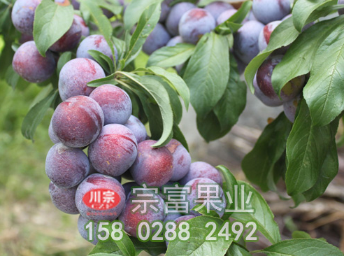 新手必知的脆红李子苗整形修剪技术