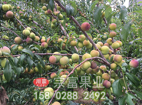 李树苗的营养成分
