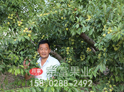 新手种植李树苗的基本步骤